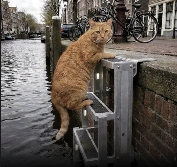 Після загибелі десятків тварин Амстердам встановлює рятувальні сходи для котів - 5