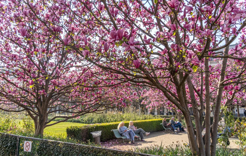 Цвітіння магнолій у 2026 році: де побачити найкрасивіше видовище весни - 5