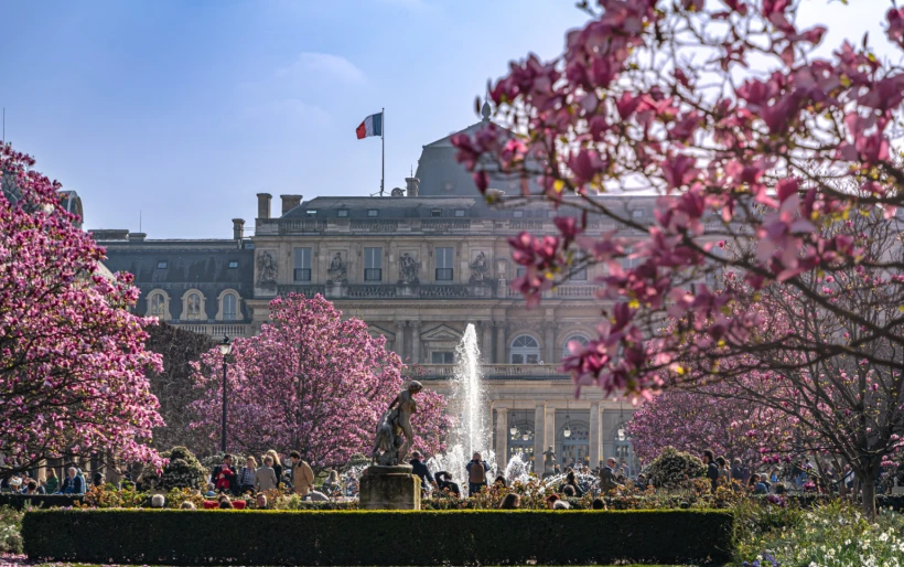 Цвітіння магнолій у 2026 році: де побачити найкрасивіше видовище весни - 6