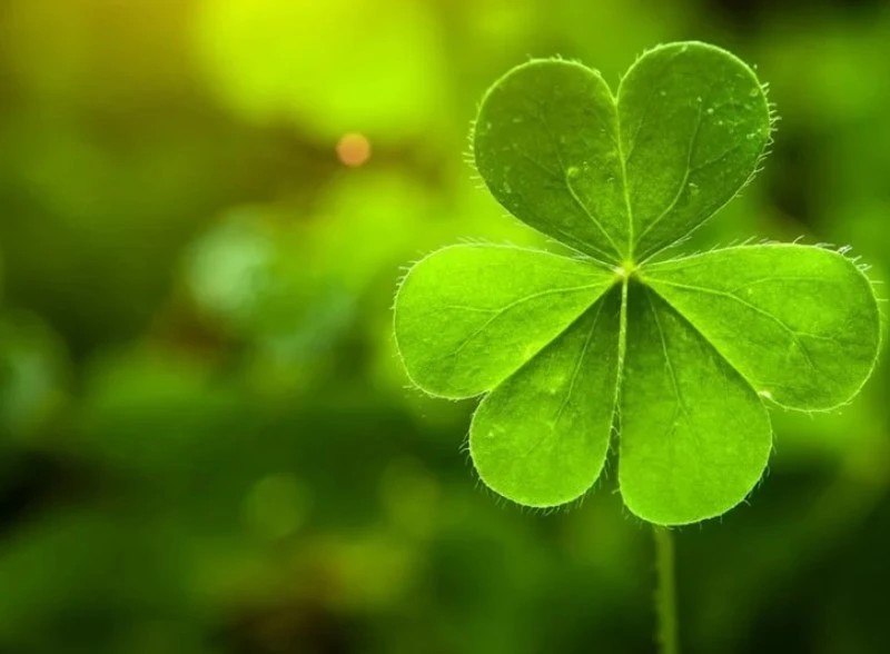 Традиції та прикмети Дня святого Патрика, які принесуть удачу - 6