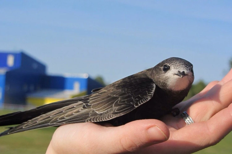 Шотландія зобов'язує всі новобудови мати цегли для стрижів - 3