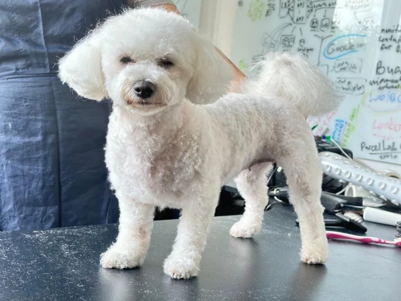 Beauty Dog — грумінг-салон для собак і котів у Troisdorf