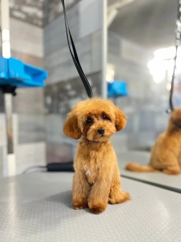 Pet Barber грумінг-салон